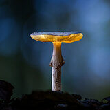 Glowing mushrooms
